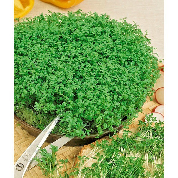 1001+CURLED CRESS Seeds Organic Indoor Container Sprouting Shade Garden Spring