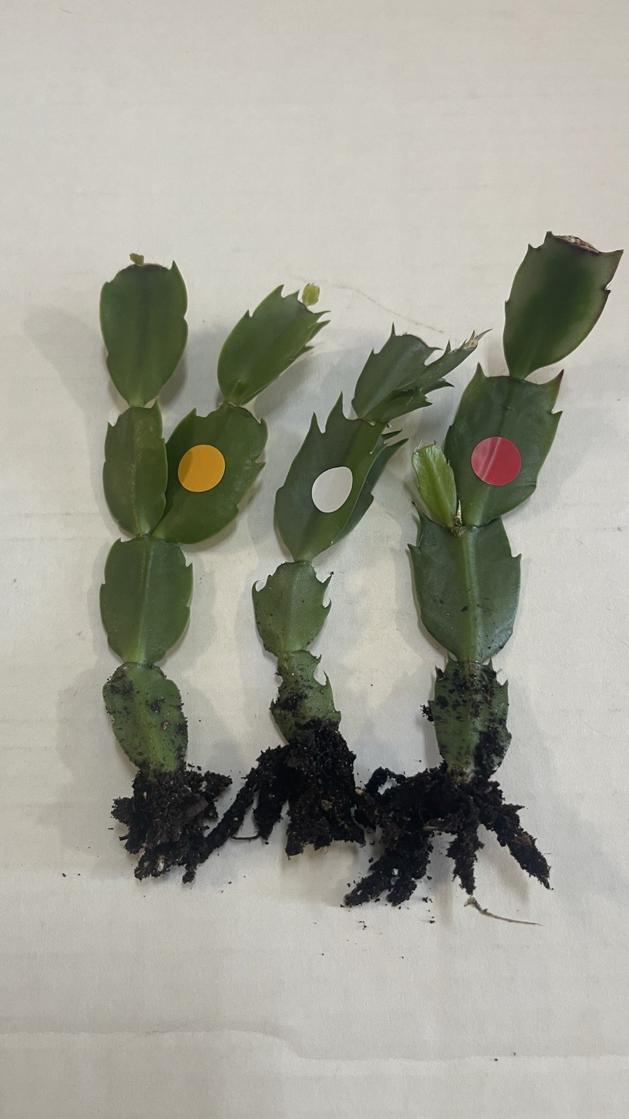 Thanksgiving Cactus 1 White 1 Red 1 Orange, 3 Mixed Colour 3-4in Tall With 4”Pot