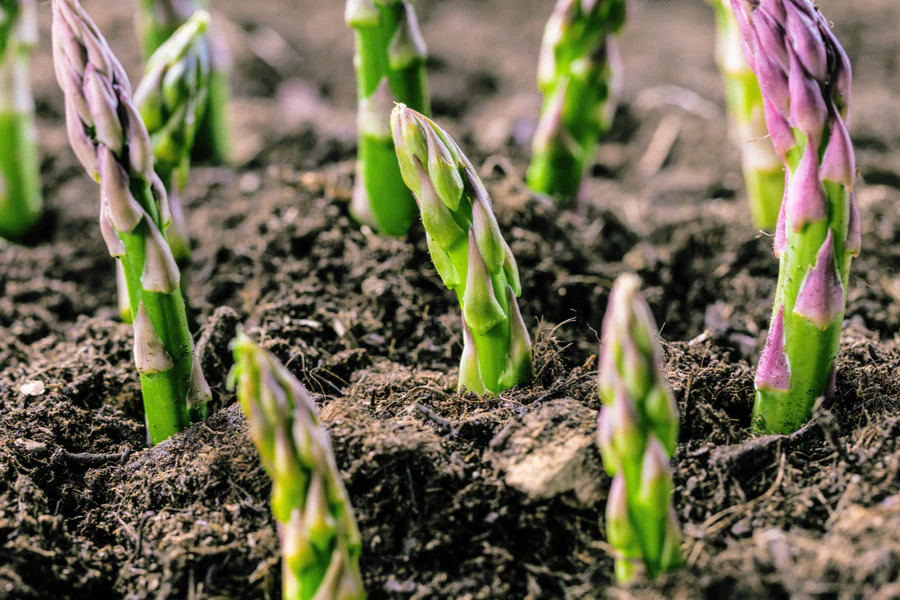 Mary Washington Asparagus Seeds | Perennial Broccoli Root Vegetable Seed 2024