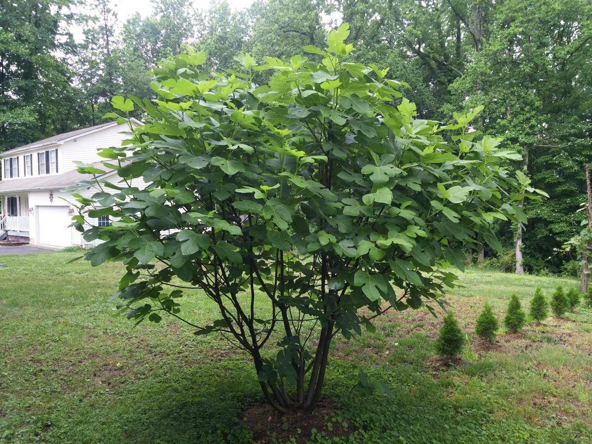 10 cuttings of Super-producer, Organic Celeste Honey Sugar fig tree cold hardy