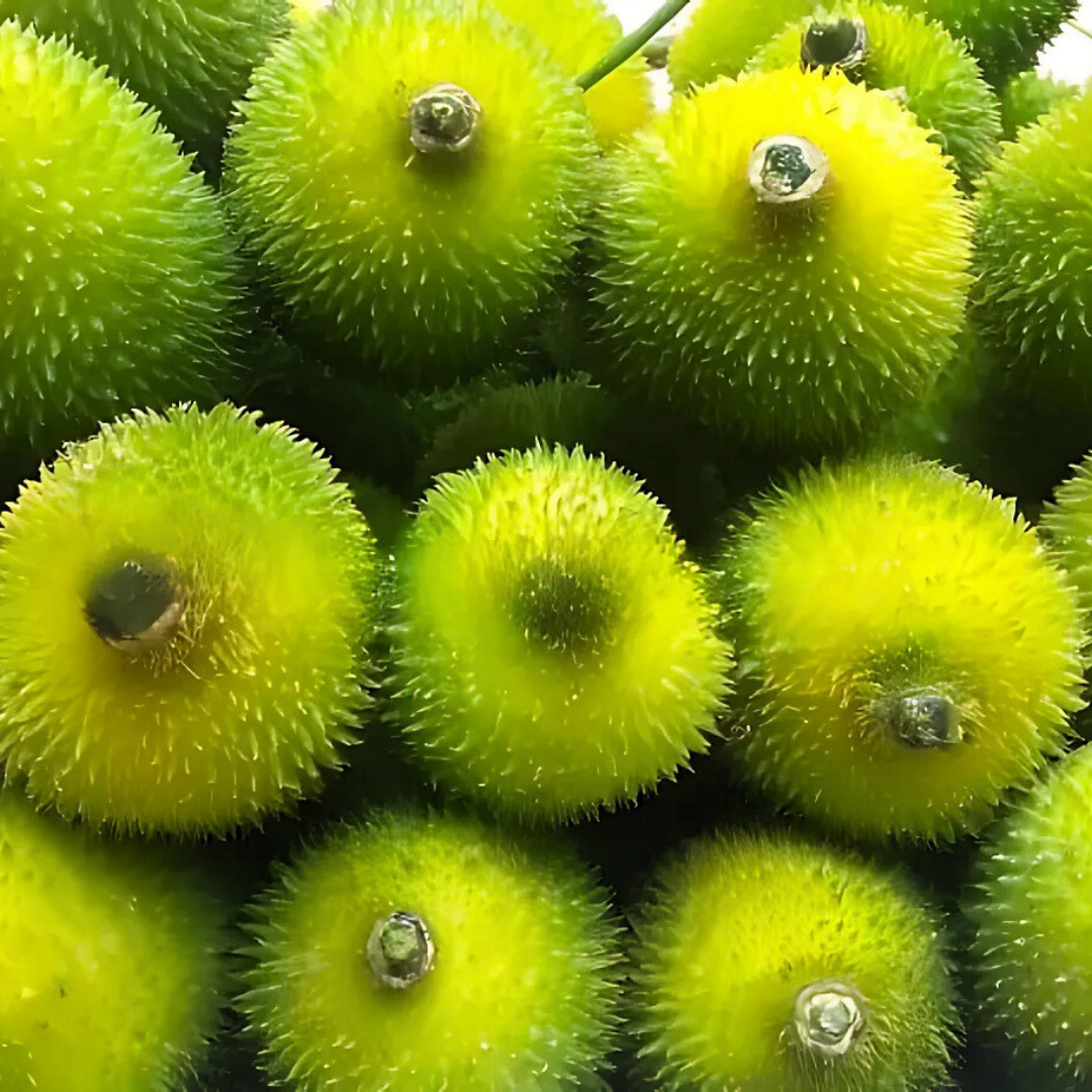 Fresh Kantola | 10 Seeds | Spiny Gourd | Kakrol | Heirloom Non-GMO | Asian Seeds