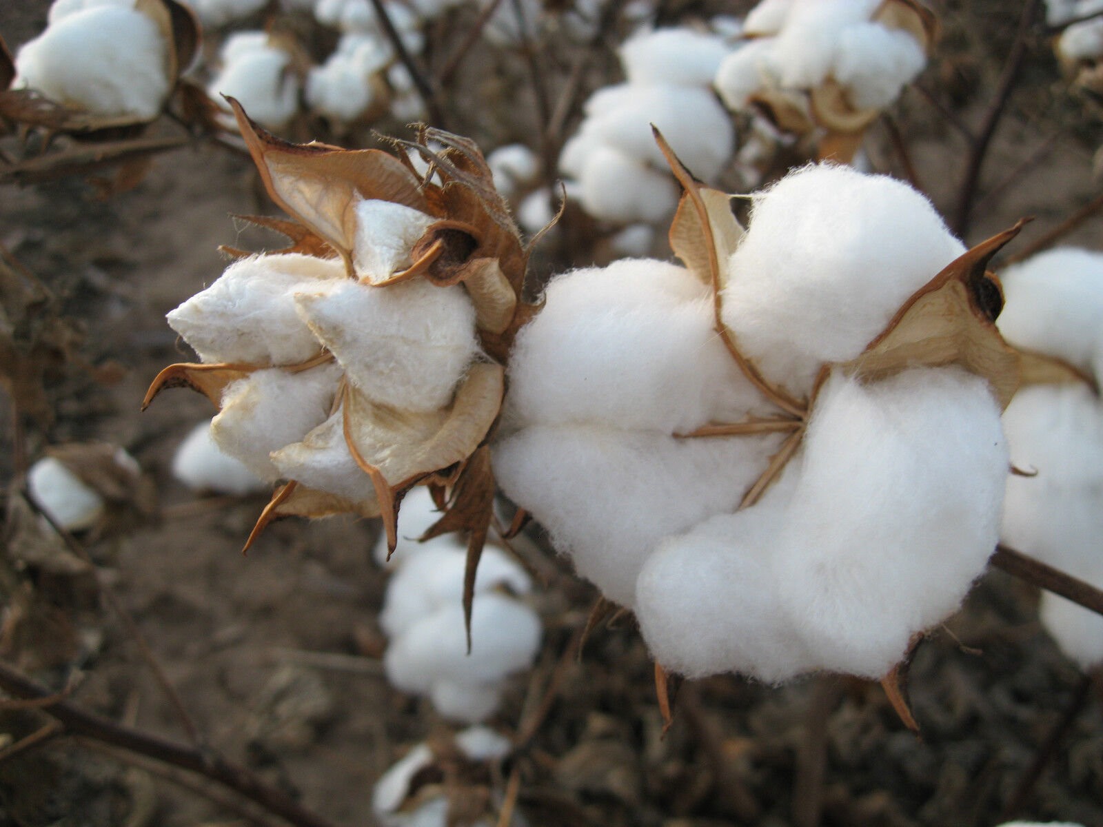 White Cotton Seeds Gossypium Non-GMO, with Tracking