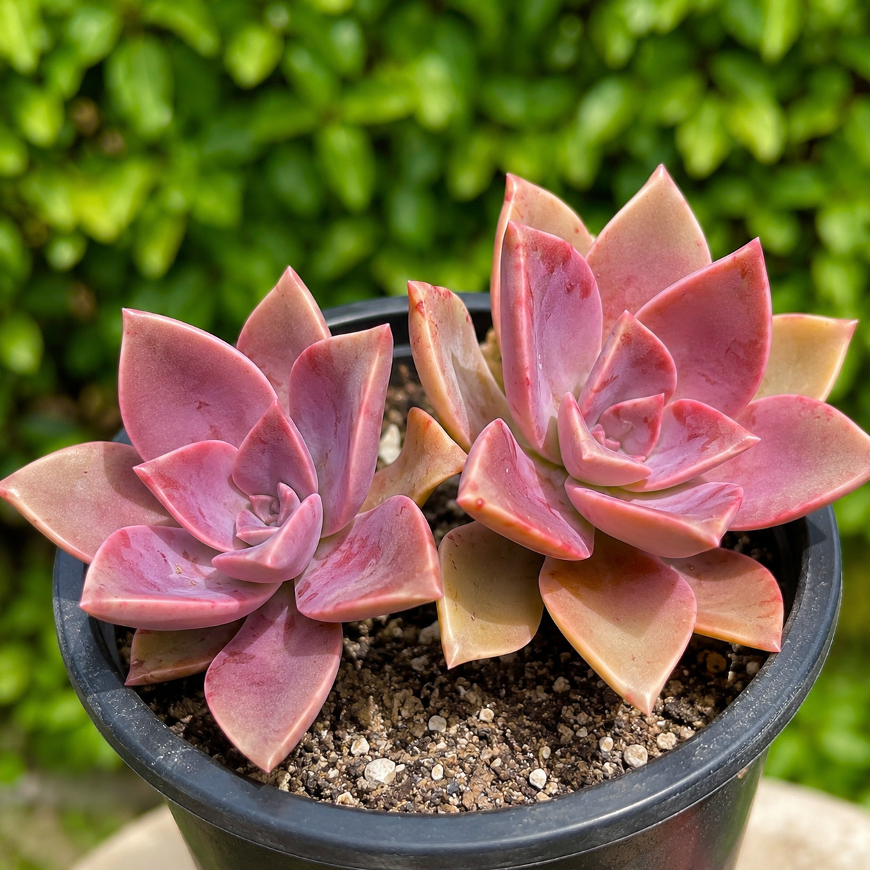 Rare Graptoveria Fred Ives Succulent Rooted Live Plant 4-Inch 1-Head