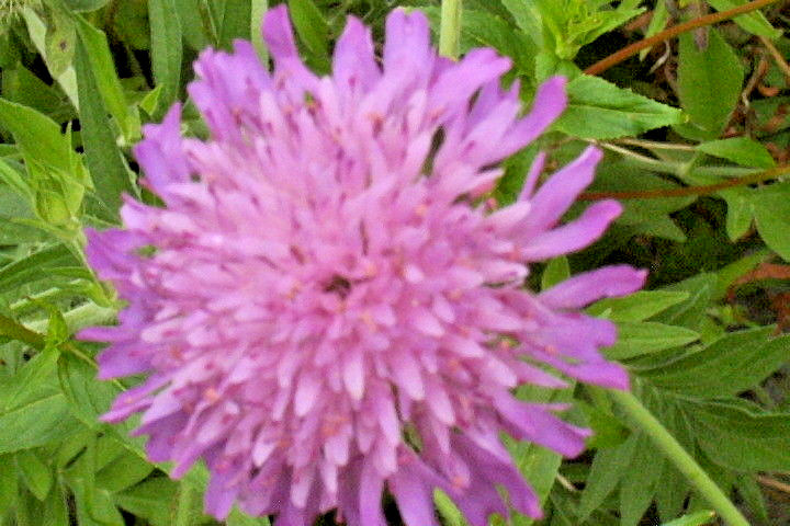 KNAUTIA, PINCUSHION FLOWERS, 118 SEEDS, MIXED, RED, PINK, LAVENDER, *EZ TO GROW*