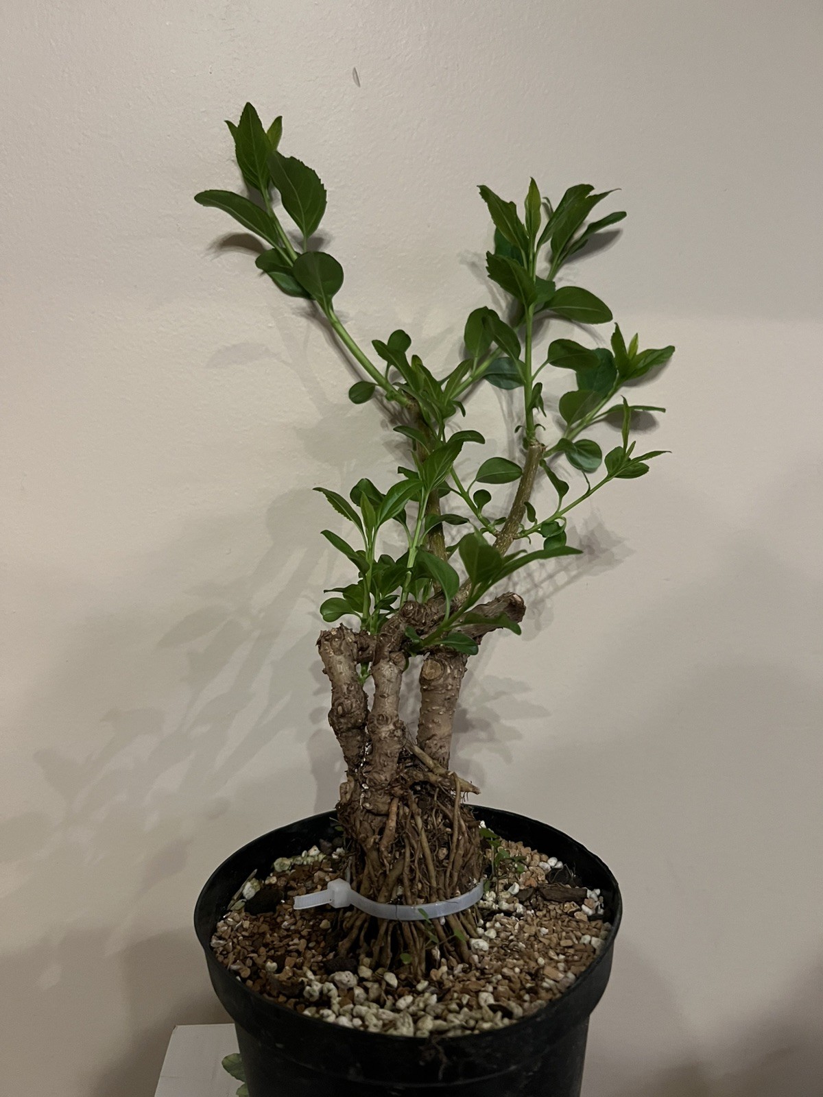 Yellow Forsythia Pre-Bonsai 12” Tall 2”Trunk 7 Years Old Healthy Live Plant