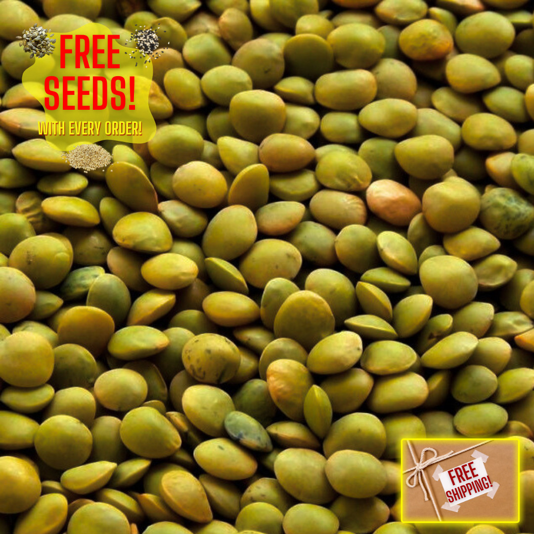 Fresh Premium Organic Lentil Seeds | Green | Heirloom Non-GMO | Vegetable Seeds