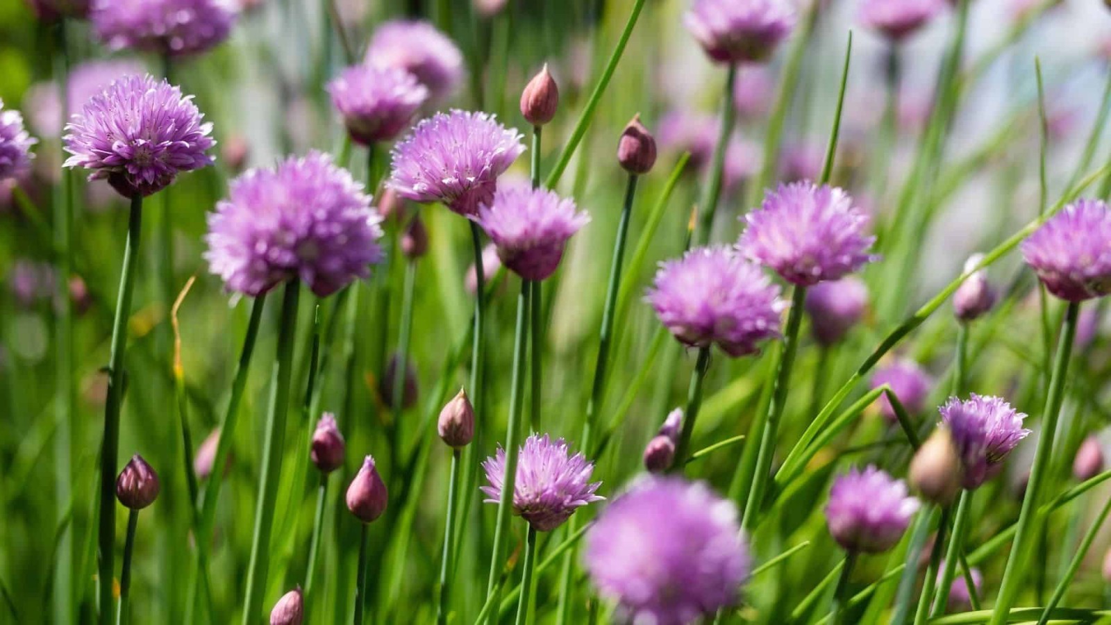Chives Seeds Allium schoenoprasum Free Shipping!