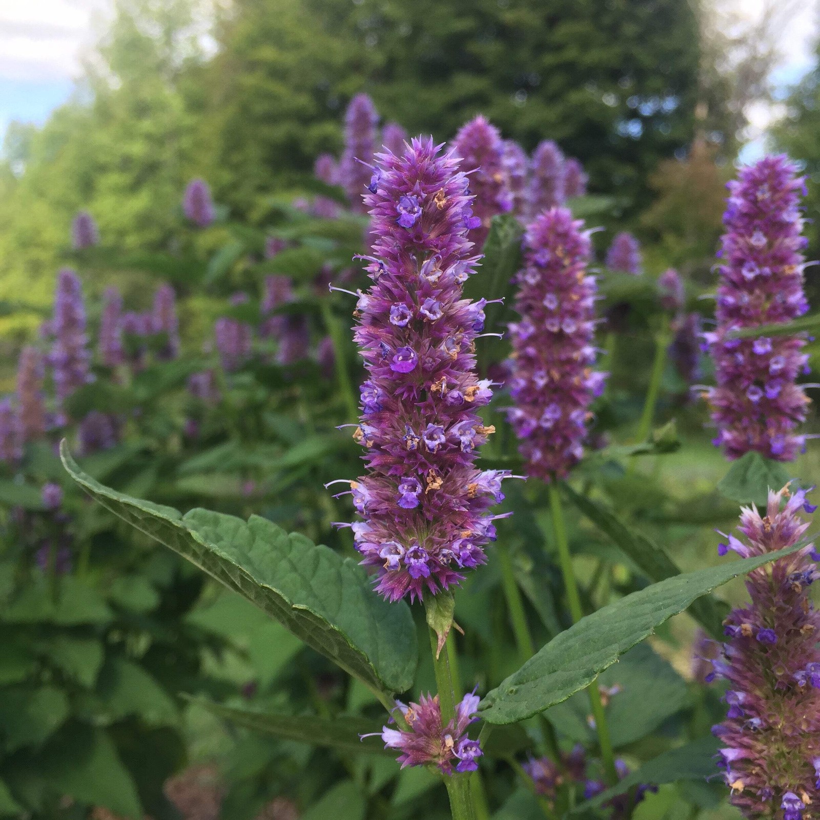 Anise Hyssop Seeds (Agastache foeniculum) ~Traditional Herb Native Pollinator